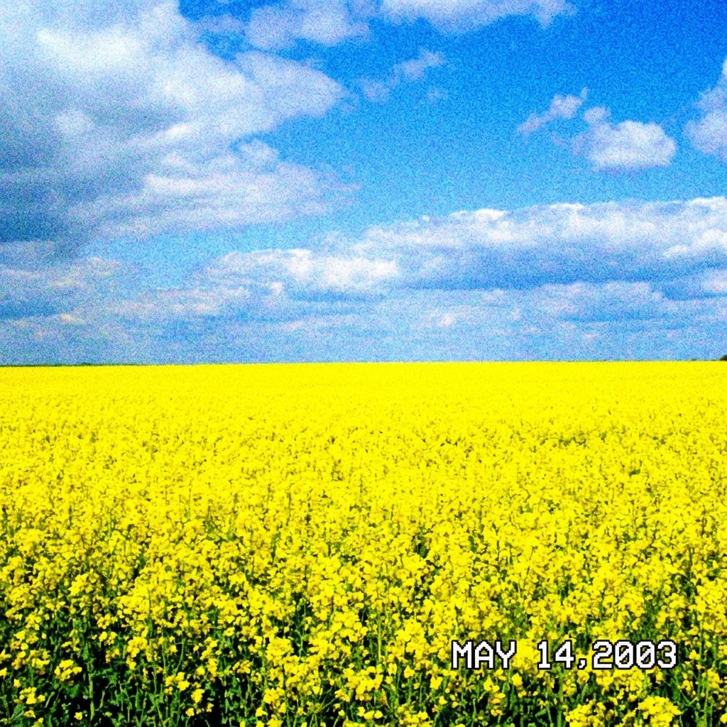 Canola Field